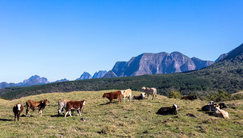 razas de vacas gallegas